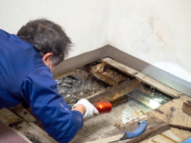 Best Mold Damage Repair  in Palouse, WA