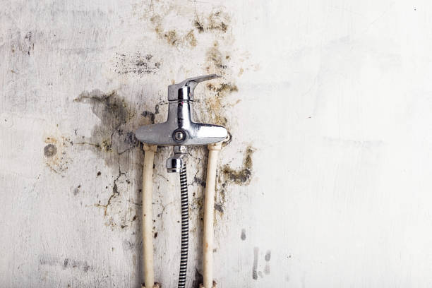 Best Water Damage Restoration  in Palouse, WA