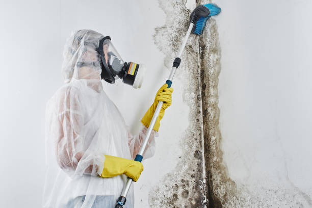 Reliable Palouse, WA Mold Removal Solutions