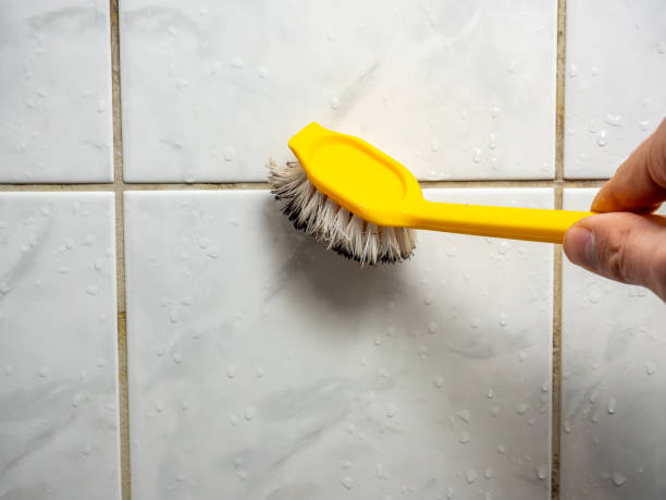 Mold Removal Process in Palouse, WA