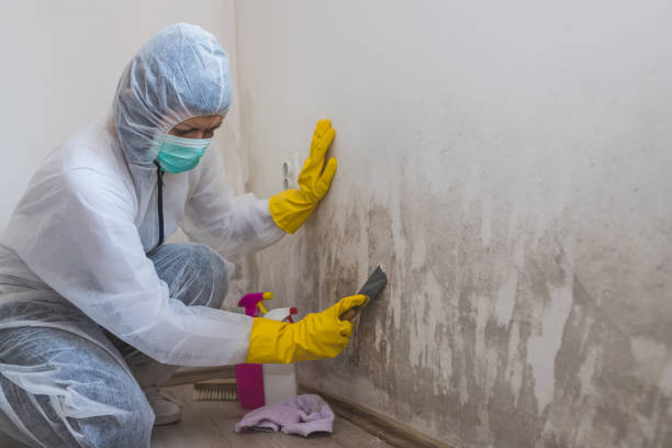 Best Mold Remediation  in Palouse, WA