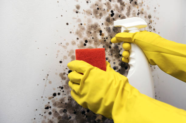 Best Affordable Mold Removal  in Palouse, WA