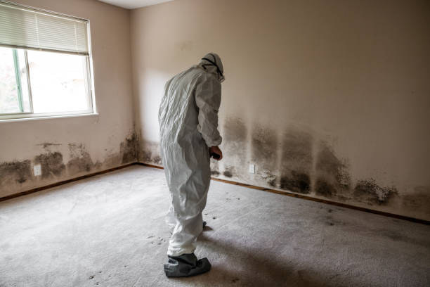 Best Fast Mold Removal  in Palouse, WA