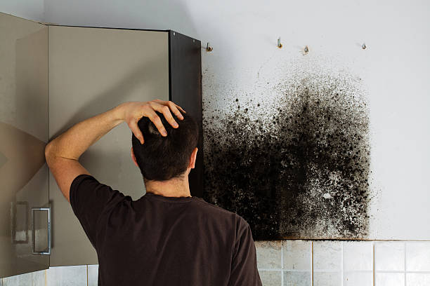 Best Office Mold Removal Services  in Palouse, WA