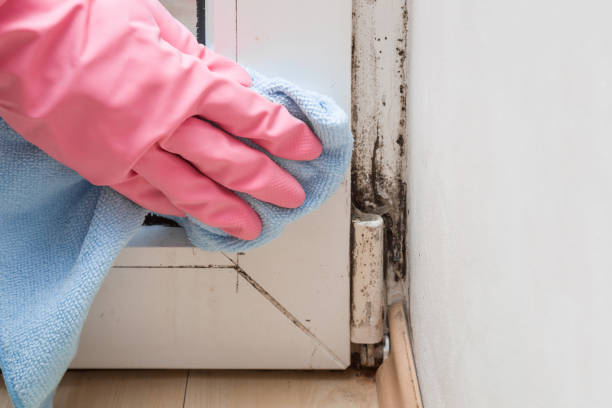 Best Professional Mold Removal  in Palouse, WA