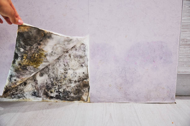 Best Black Mold Removal  in Palouse, WA